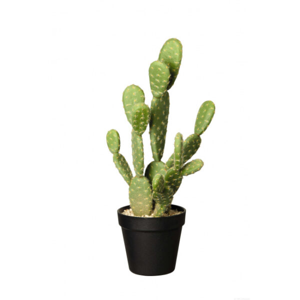 66214444 dekokakteen top 600x600 - Decor Cactus Asa Selection , 41 cm (66214444)