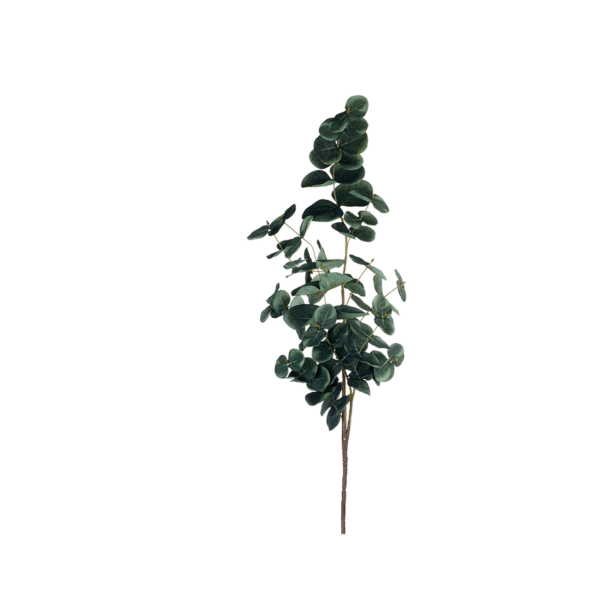 66495444ifeEosBI9vInE 600x600 - Asa-Selection Deko Eucalyptus twig, green, l.88 cm (66498444)